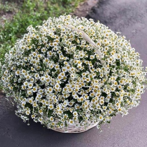 Композиция в корзине из 151 ромашки в Протвино