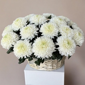 Композиция в корзине из 25 хризантем Магнум в Протвино