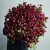 Монобукет из 75 кустовых роз Марун (70 см) в Протвино