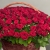 Композиция в корзине из 151 красной розы в Протвино