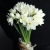 Букет из 25 нарциссов в Протвино